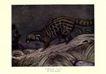 African civet (Civettictis civetta)