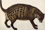 African civet (Civettictis civetta)