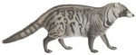 African civet (Civettictis civetta)