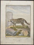 African civet (Civettictis civetta)