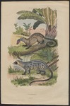 African civet (Civettictis civetta)