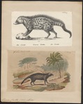 African civet (Civettictis civetta)