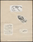 African civet (Civettictis civetta)