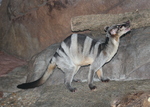 banded palm civet (Hemigalus derbyanus)