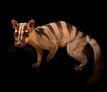 banded palm civet (Hemigalus derbyanus)