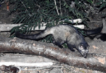 Asian palm civet (Paradoxurus hermaphroditus)