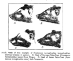 Asian palm civet (Paradoxurus hermaphroditus)