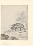 Asian palm civet (Paradoxurus hermaphroditus)