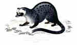 Asian palm civet (Paradoxurus hermaphroditus)