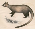 Asian palm civet (Paradoxurus hermaphroditus)