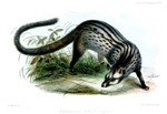 Asian palm civet (Paradoxurus hermaphroditus)
