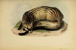 Asian palm civet (Paradoxurus hermaphroditus)