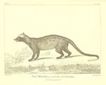 Asian palm civet (Paradoxurus hermaphroditus)