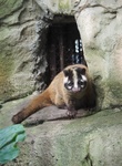 masked palm civet, gem-faced civet (Paguma larvata)