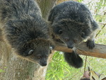 Palawan bearcat (Arctictis binturong whitei)