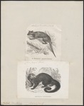 binturong, bearcat (Arctictis binturong)