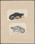 binturong, bearcat (Arctictis binturong)