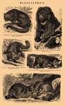 ...-tailed coati (Nasua nasua), northern raccoon (Procyon lotor)