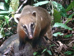 South American coati, ring-tailed coati (Nasua nasua)