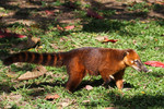 South American coati, ring-tailed coati (Nasua nasua)