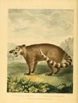 South American coati, ring-tailed coati (Nasua nasua)