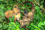 South American coati, ring-tailed coati (Nasua nasua)