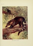 South American coati, ring-tailed coati (Nasua nasua)