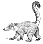 white-nosed coati (Nasua narica)