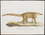 white-nosed coati (Nasua narica)