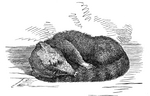 white-nosed coati (Nasua narica)