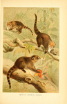 white-nosed coati (Nasua narica)