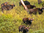 Indian bison, gaur (Bos gaurus)