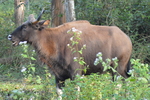 gaur (Bos gaurus)