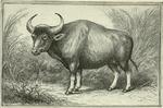 gaur (Bos gaurus)