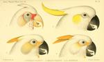 long-billed corella (Cacatua tenuirostris) & sulphur-crested cockatoo (Cacatua galerita) hybrid