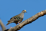 common bronzewing (Phaps chalcoptera)