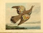 common bronzewing (Phaps chalcoptera)