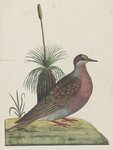 common bronzewing (Phaps chalcoptera)