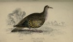 common bronzewing (Phaps chalcoptera)