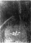 black swan (Cygnus atratus) nest & eggs