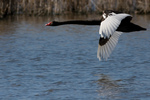 black swan (Cygnus atratus)