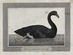 black swan (Cygnus atratus)