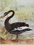 black swan (Cygnus atratus)