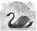 black swan (Cygnus atratus)