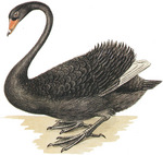 black swan (Cygnus atratus)