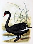 black swan (Cygnus atratus)