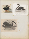 black swan (Cygnus atratus)