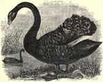 black swan (Cygnus atratus)