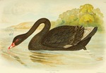 black swan (Cygnus atratus)