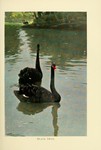 black swan (Cygnus atratus)